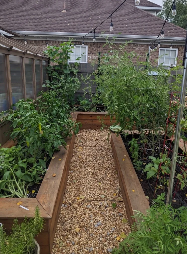 Pea gravel path between cedar raised beds of vegetables beside a cedar greenhouse, with string lights overhead