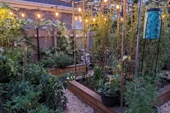 Cedar raised beds, vegetable plants, trellises, and a gravel path lit by string lights at dusk